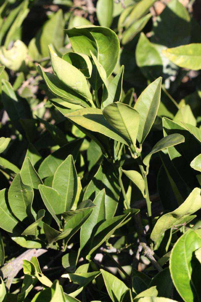            Sun leaves (Riverside, CA)   